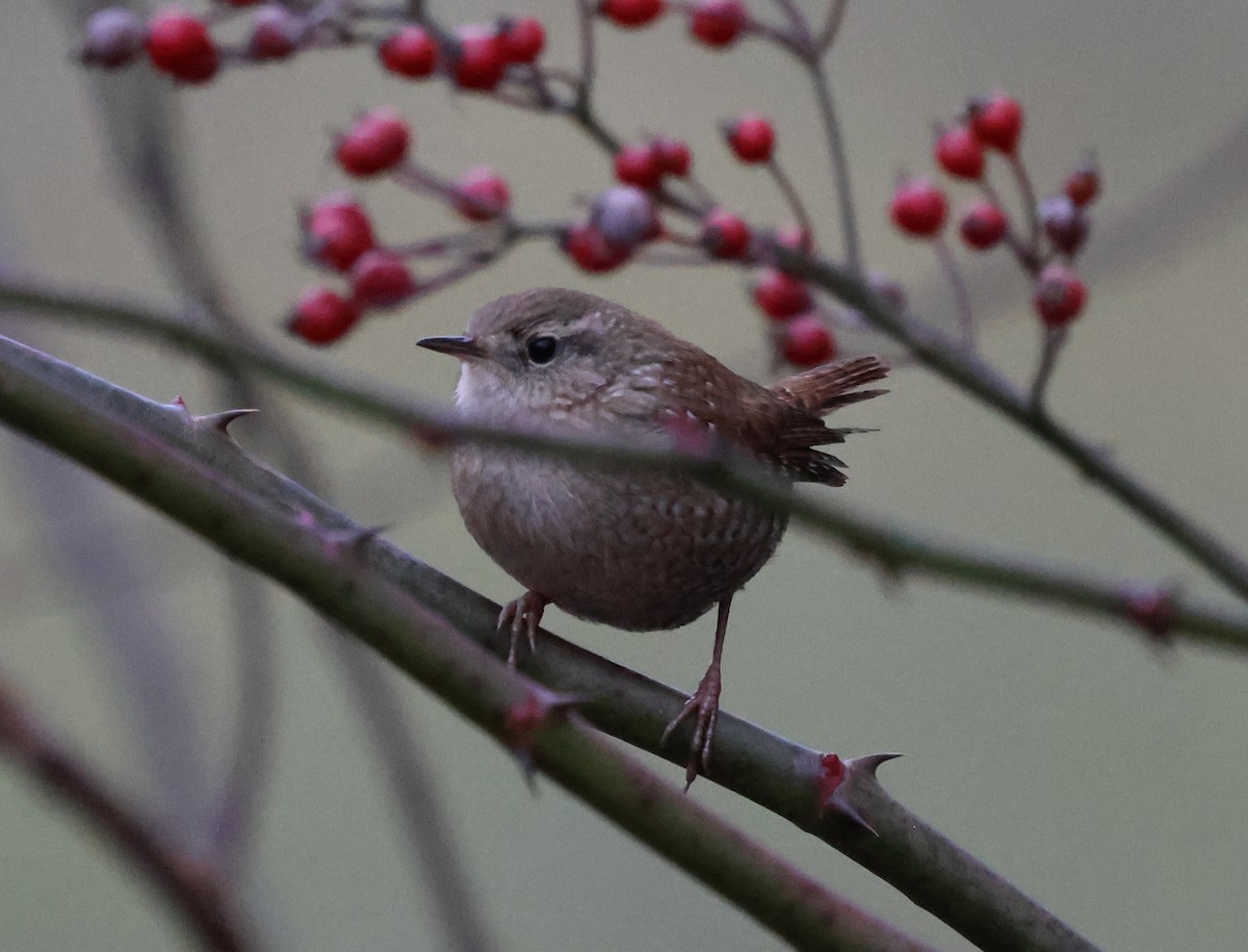 Winter Wren - ML646636886