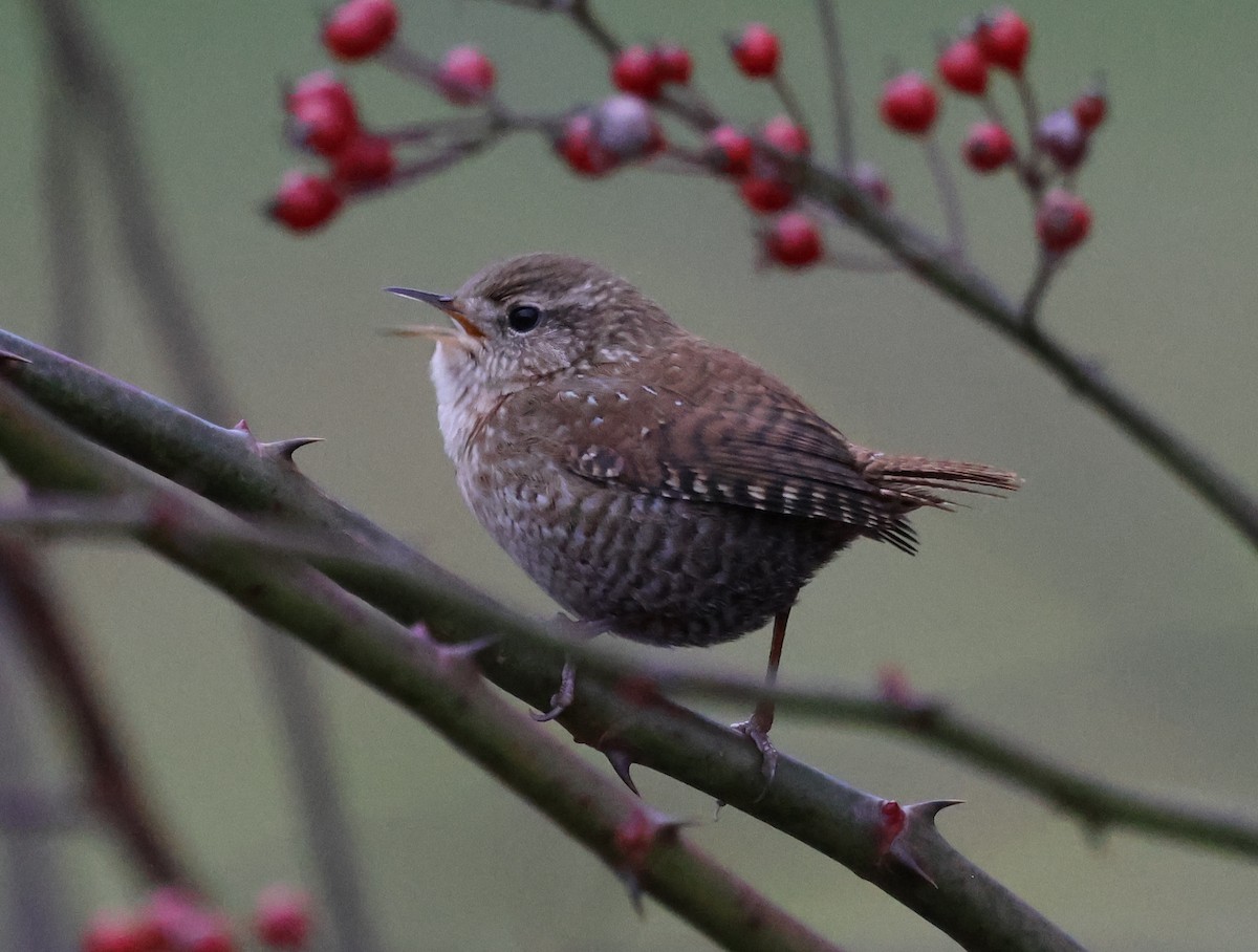Winter Wren - ML646636887