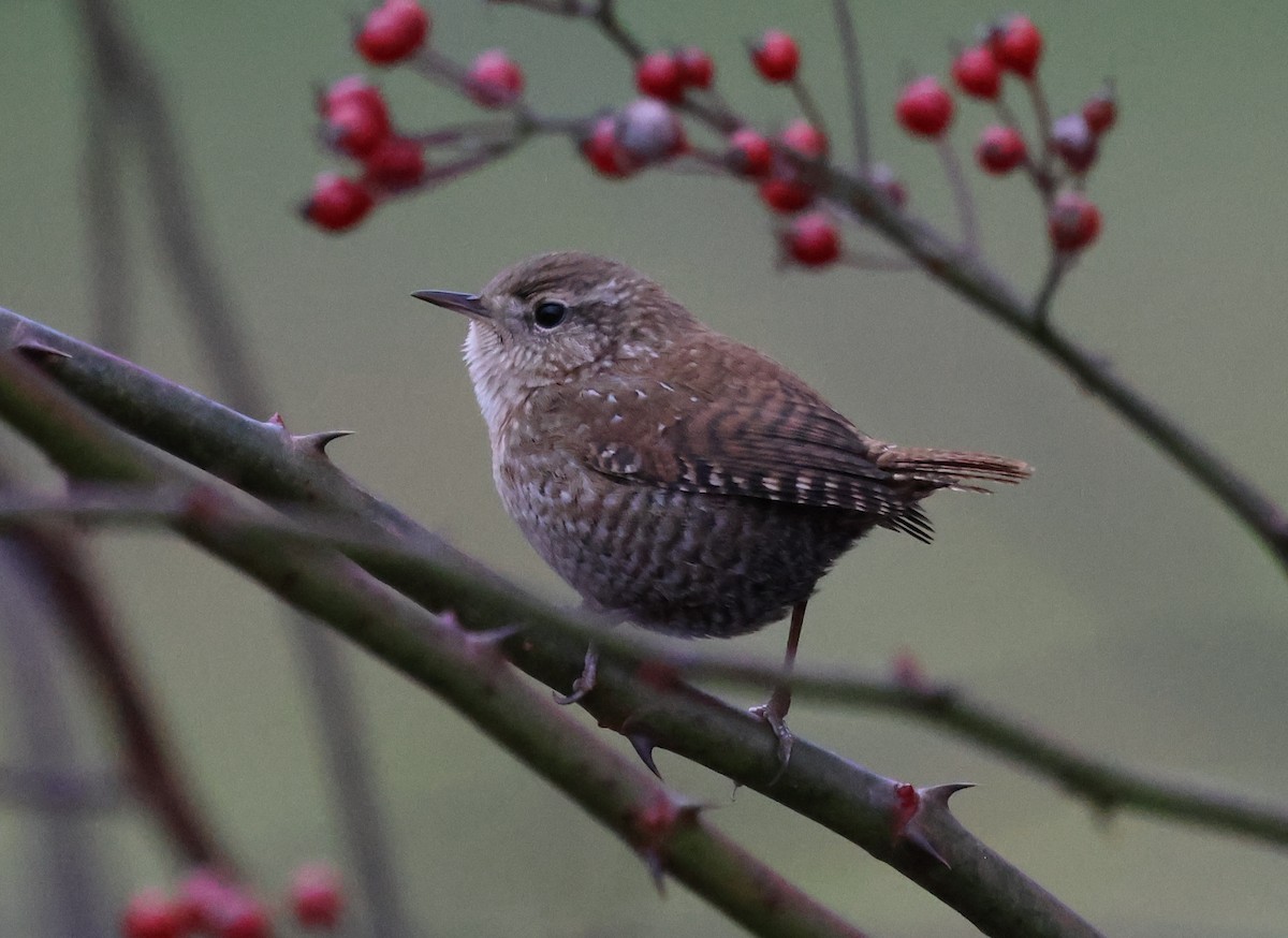 Winter Wren - ML646636888