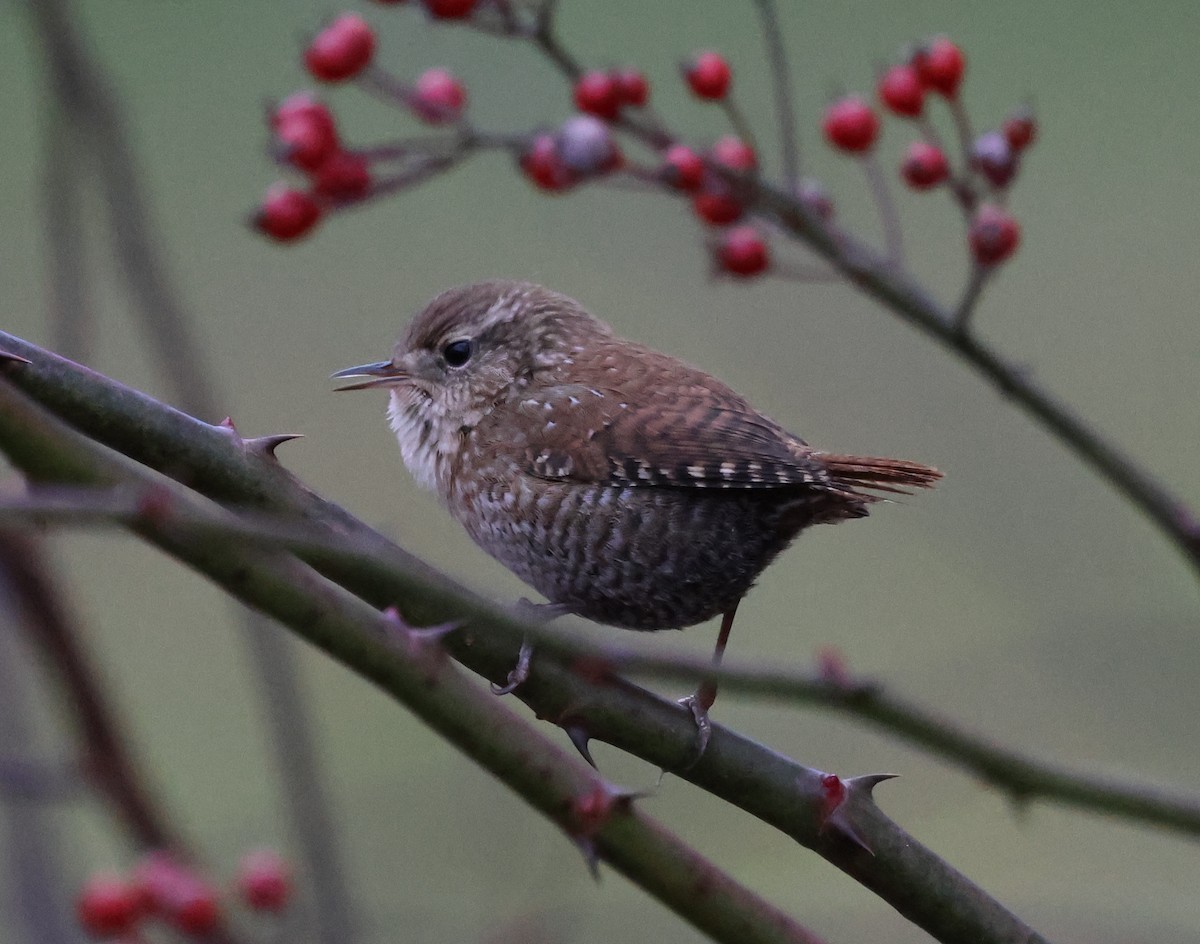 Winter Wren - ML646636889