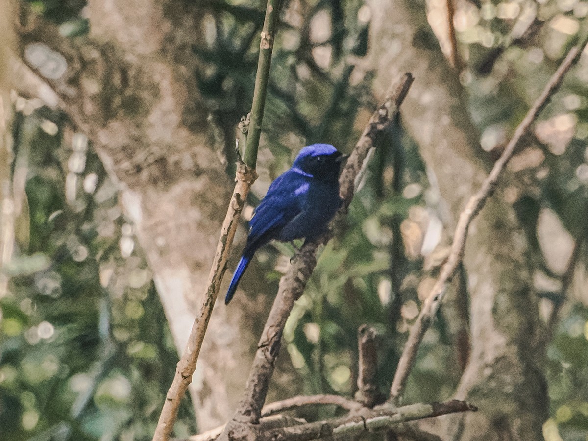 Large Niltava - ML646636890