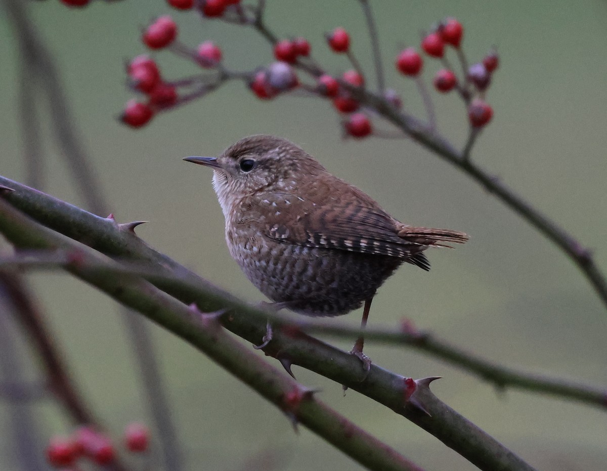 Winter Wren - ML646636891