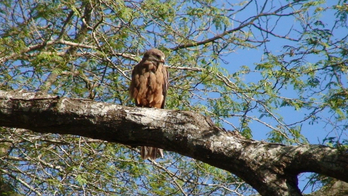 Milan noir (aegyptius/parasitus) - ML646636892
