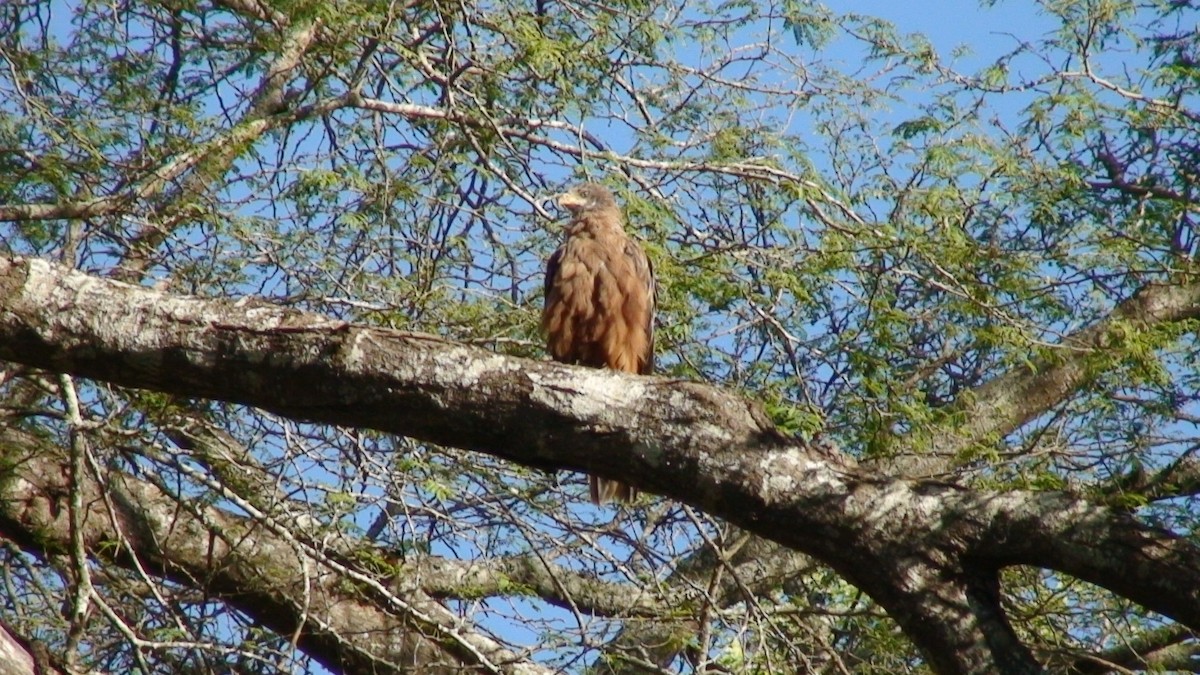 Milan noir (aegyptius/parasitus) - ML646636893