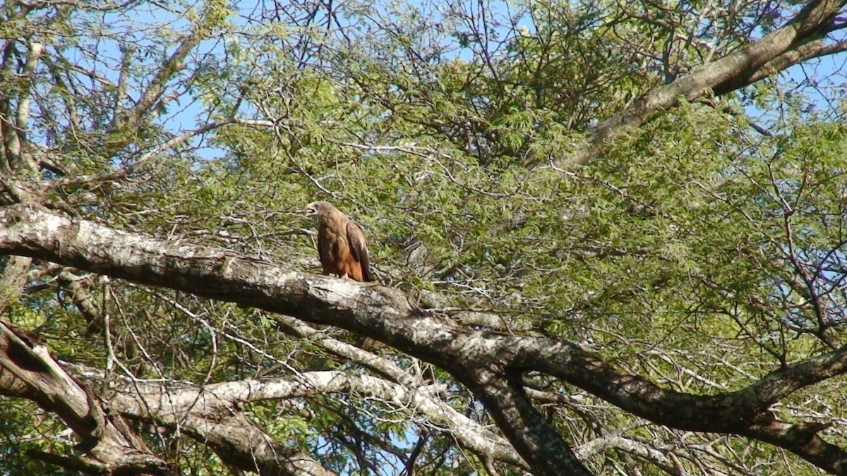 Milan noir (aegyptius/parasitus) - ML646636894