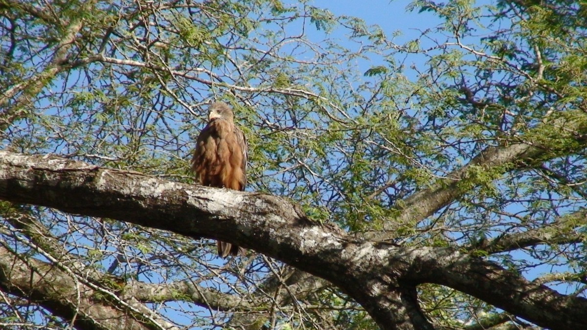 Milan noir (aegyptius/parasitus) - ML646636895