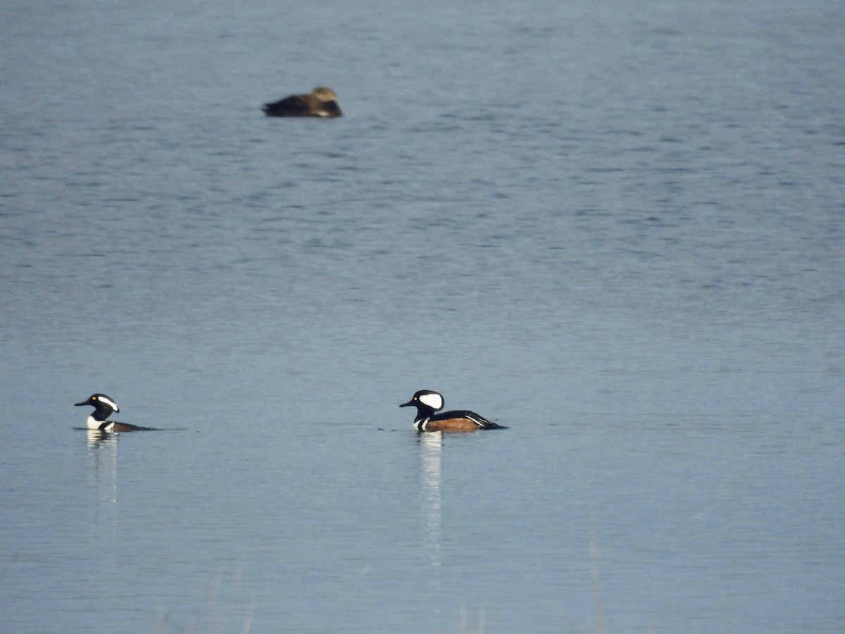 Hooded Merganser - ML646636896
