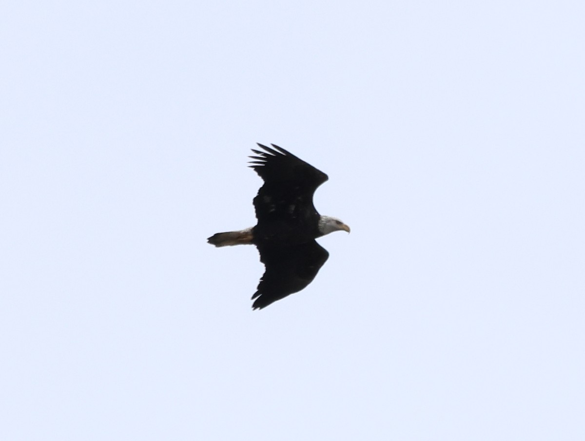 Bald Eagle - ML646636897