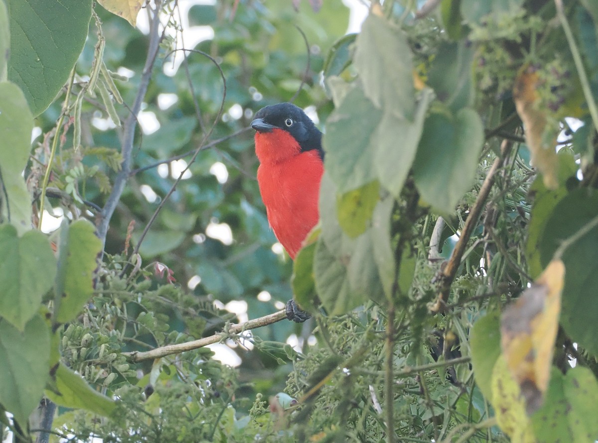 Black-headed Gonolek - ML646636905