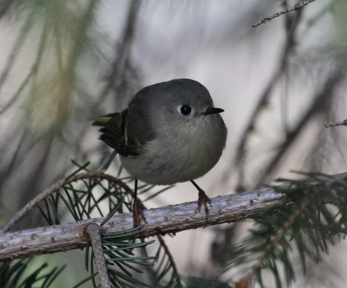 Ruby-crowned Kinglet - ML646636906