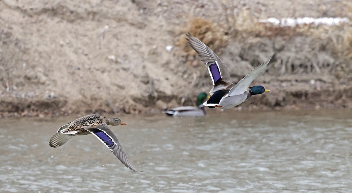 Mallard - ML646636909