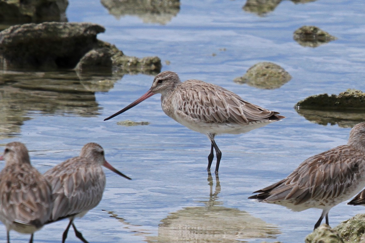 Bar-tailed Godwit - ML64663691