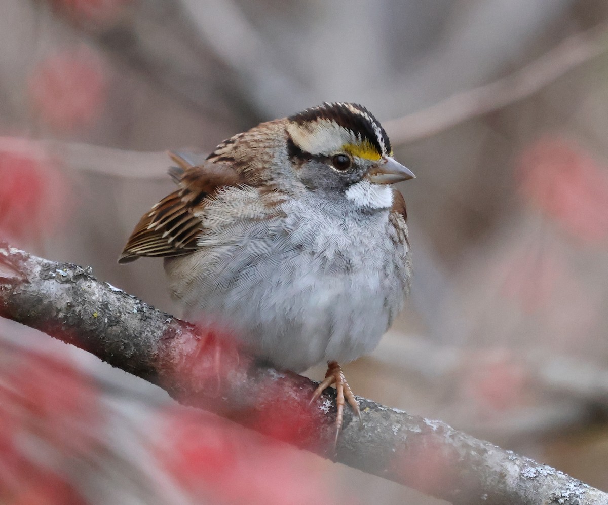 White-throated Sparrow - ML646636911