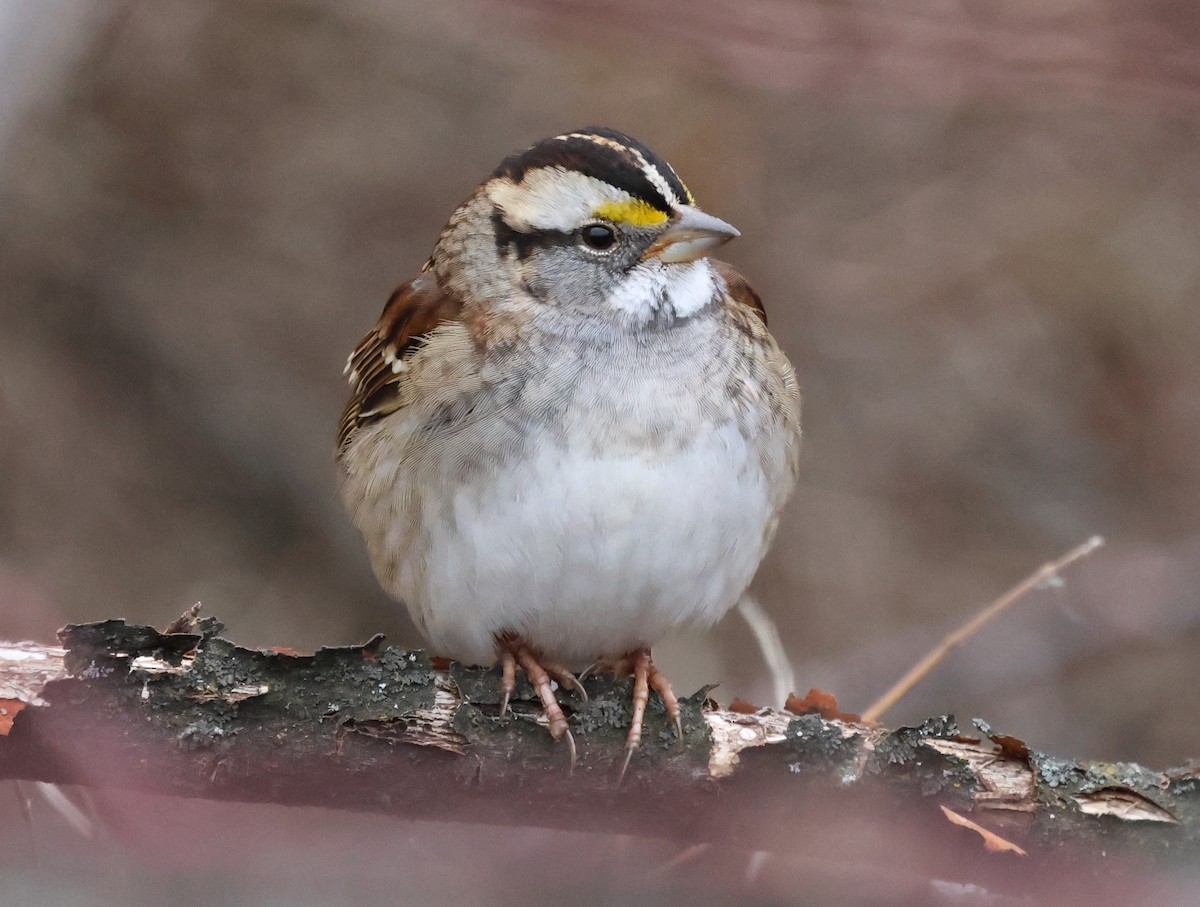 White-throated Sparrow - ML646636912