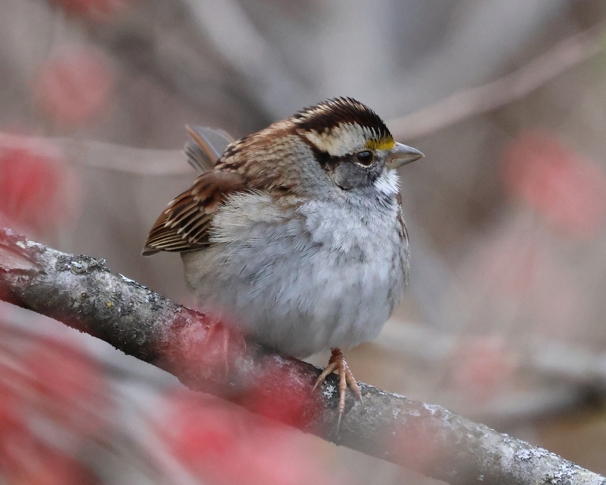 White-throated Sparrow - ML646636913
