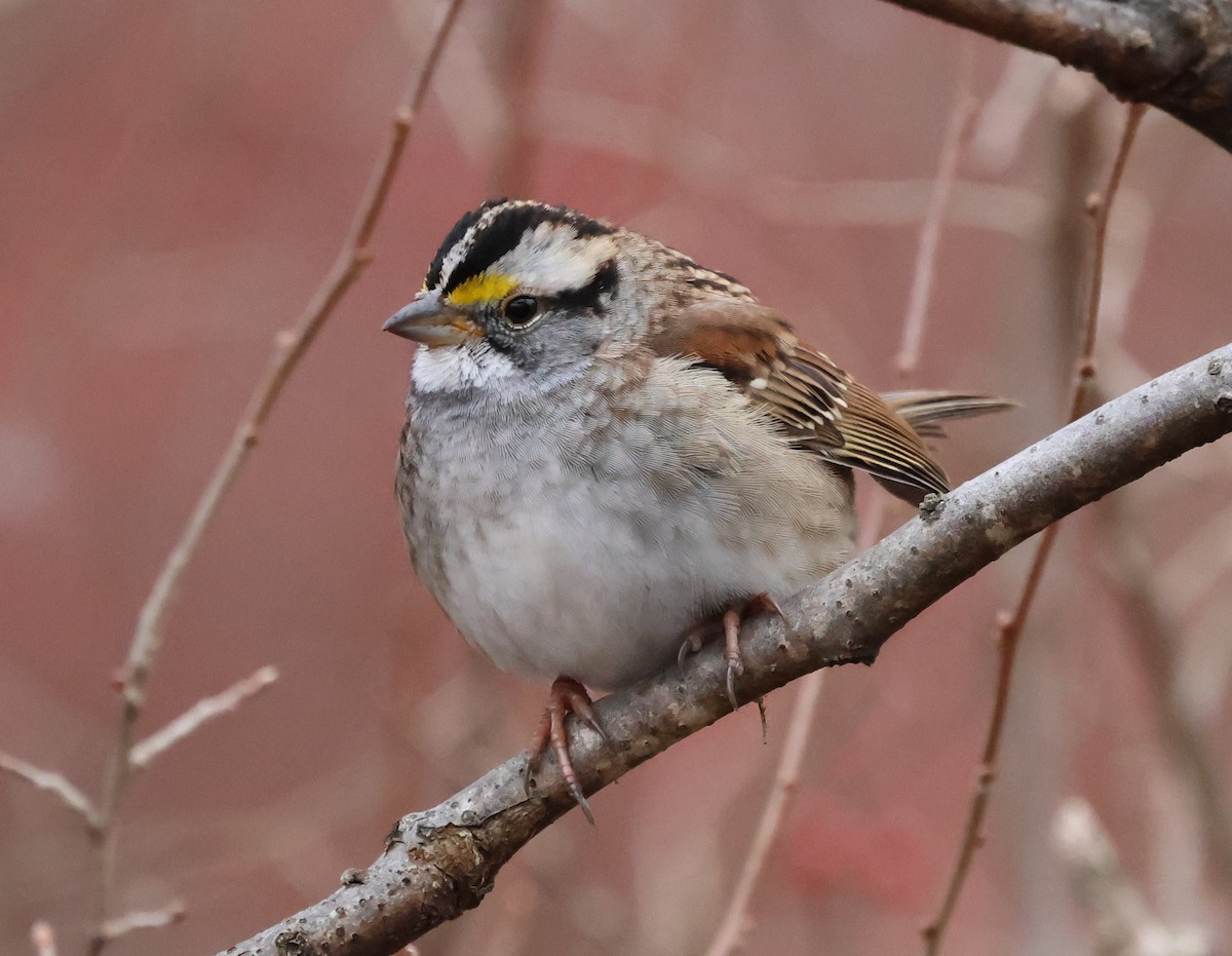 White-throated Sparrow - ML646636914