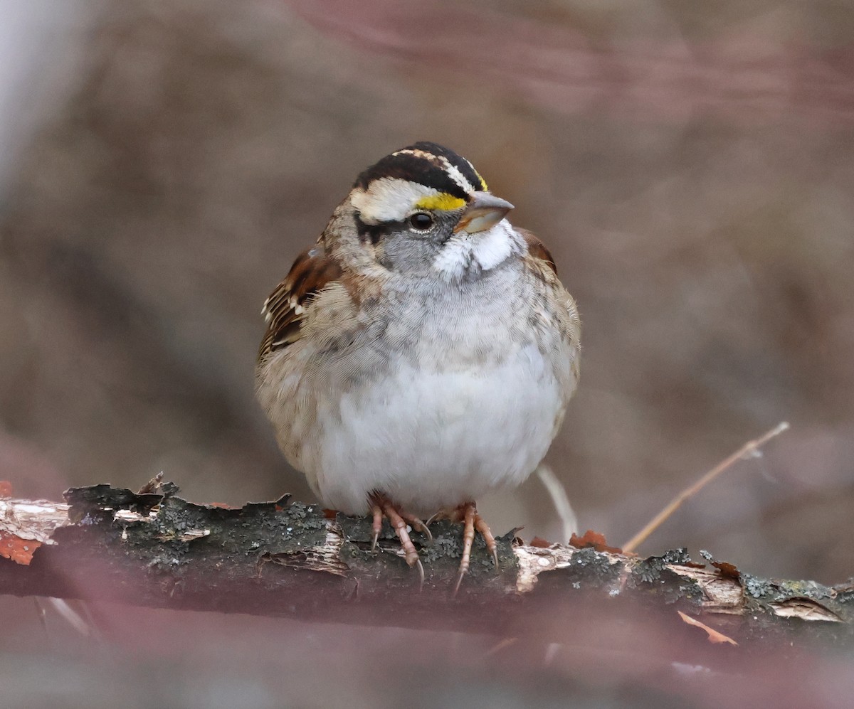 White-throated Sparrow - ML646636915