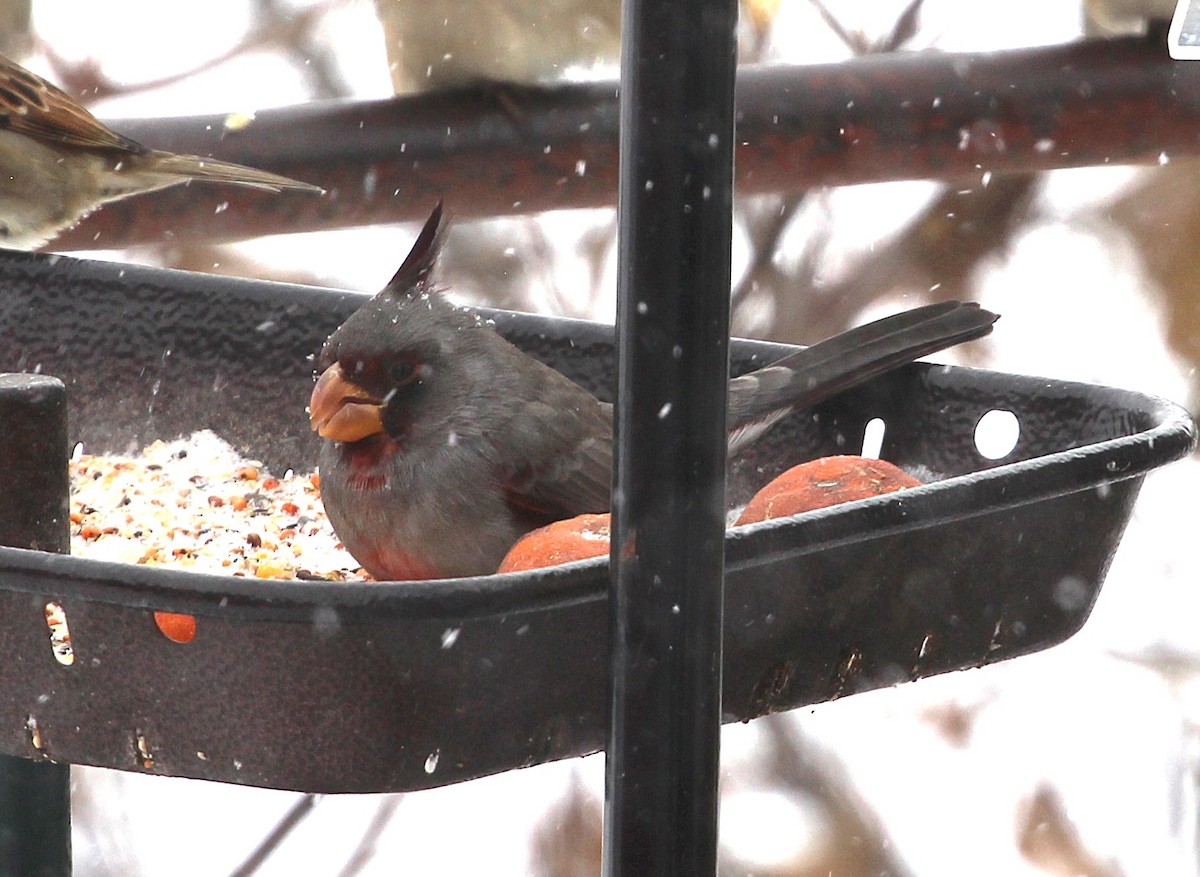 Pyrrhuloxia - ML646636917