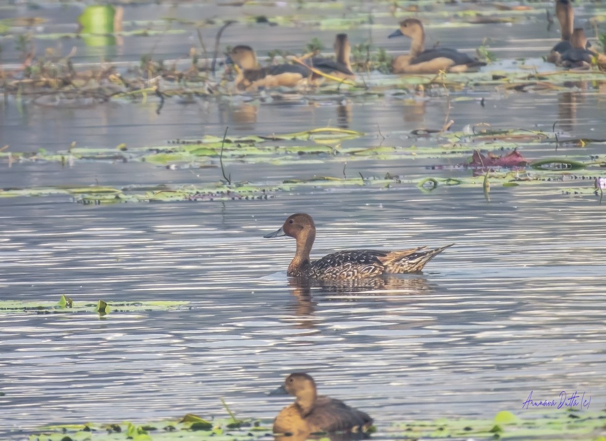 Шилохвіст північний - ML646636918