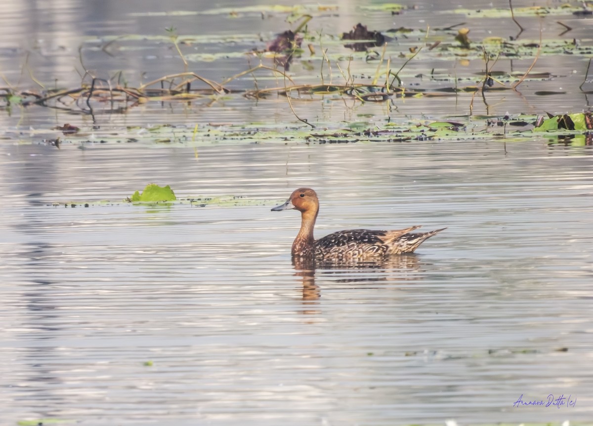 Шилохвіст північний - ML646636919