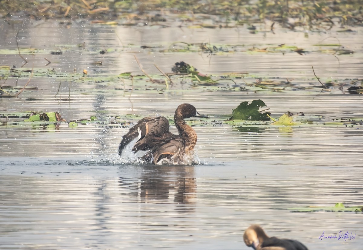 Шилохвіст північний - ML646636920