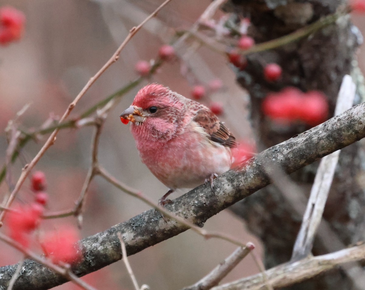 Purple Finch - ML646636923
