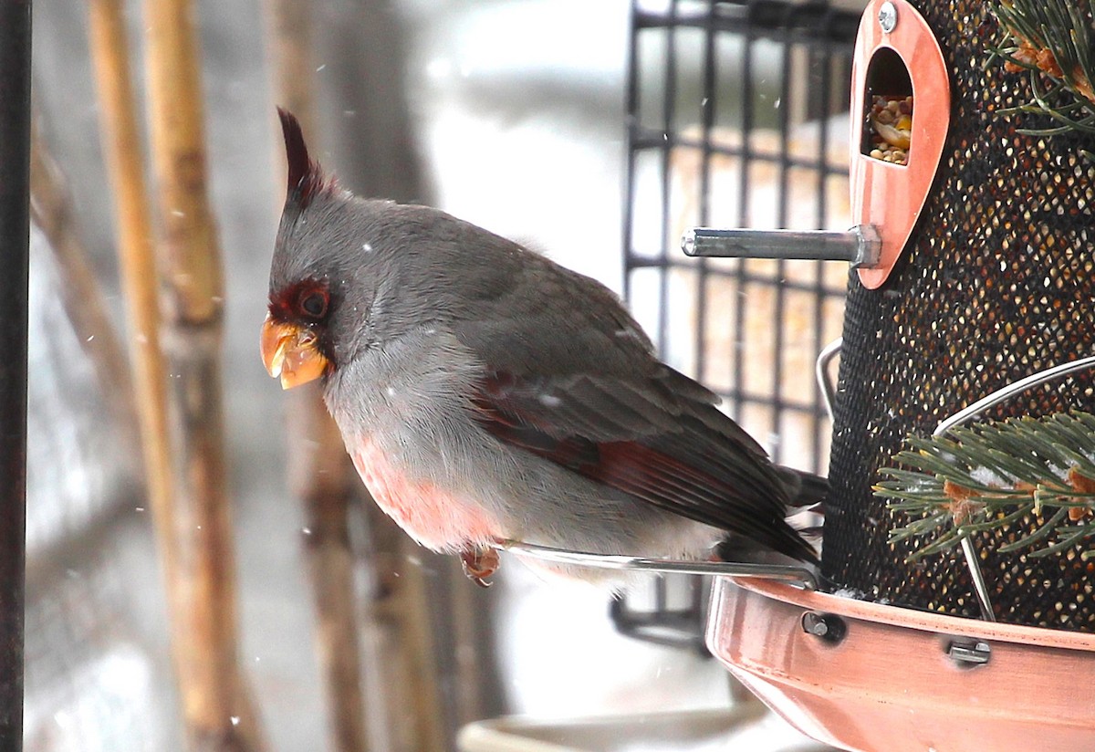 Pyrrhuloxia - ML646636926