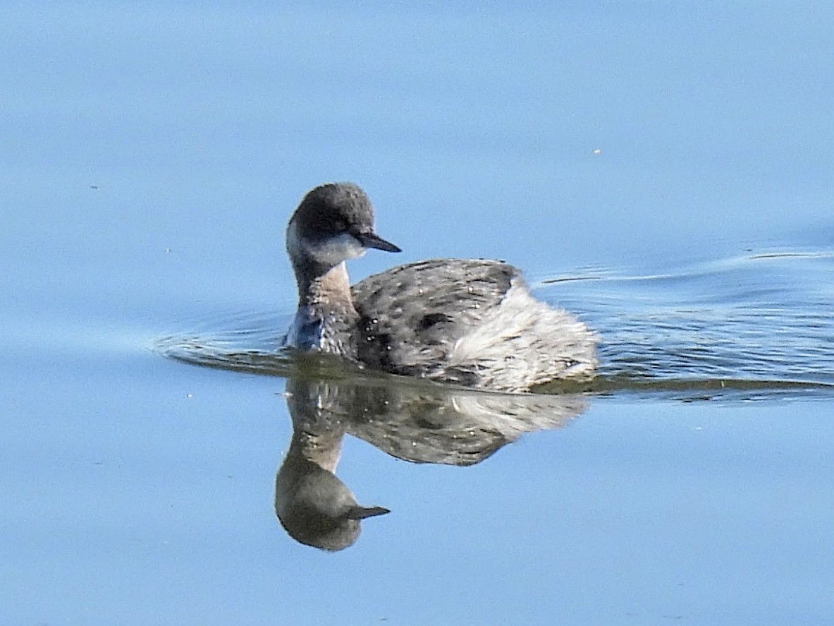 Grèbe à cou noir - ML646636927