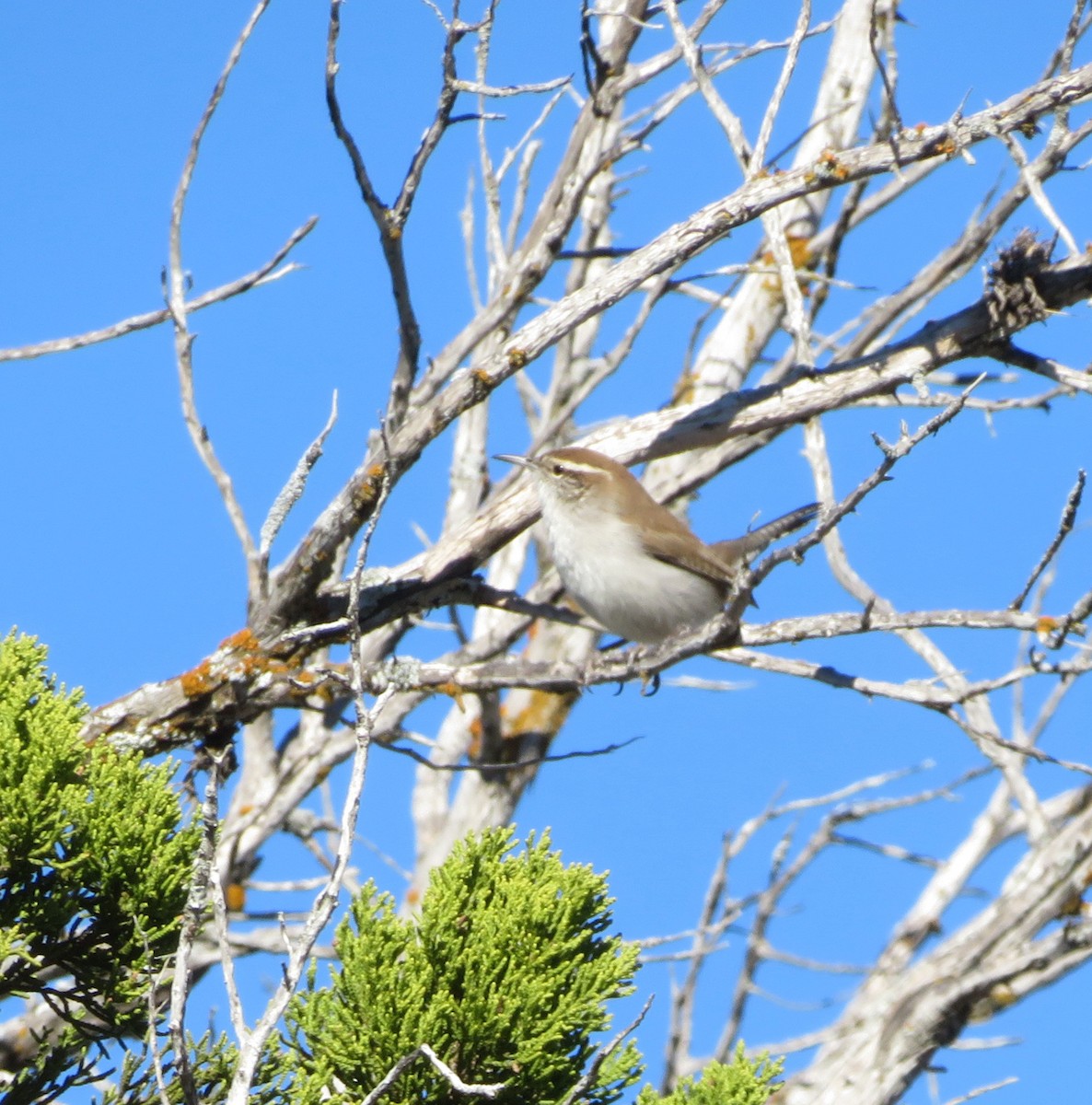 Bewick's Wren - ML646636932