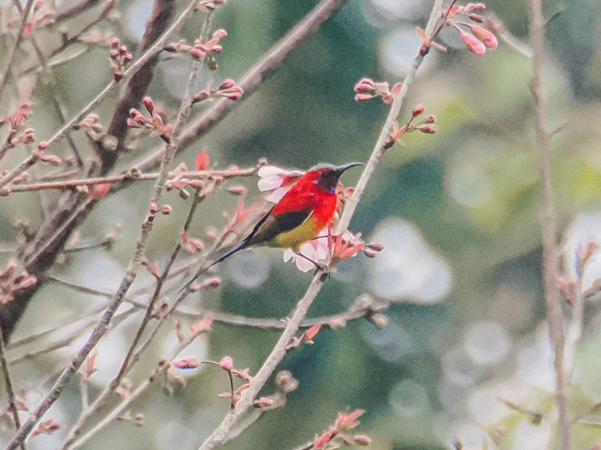 Mrs. Gould's Sunbird - ML646636937
