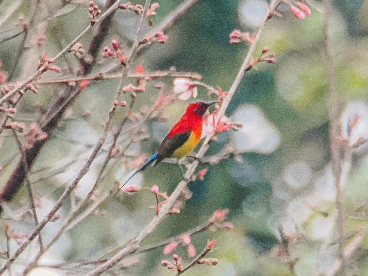 Mrs. Gould's Sunbird - ML646636938