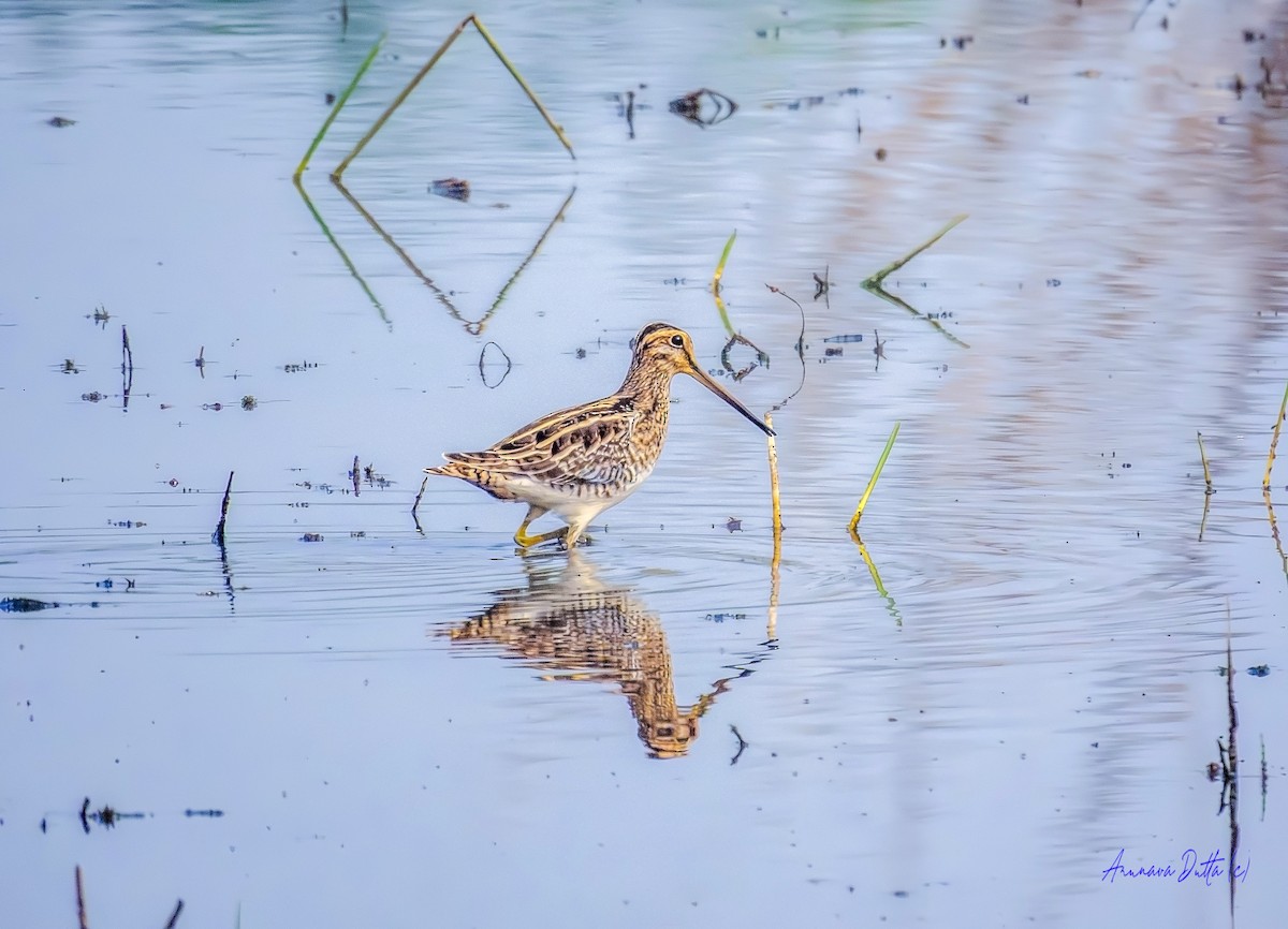 Баранець звичайний - ML646636940