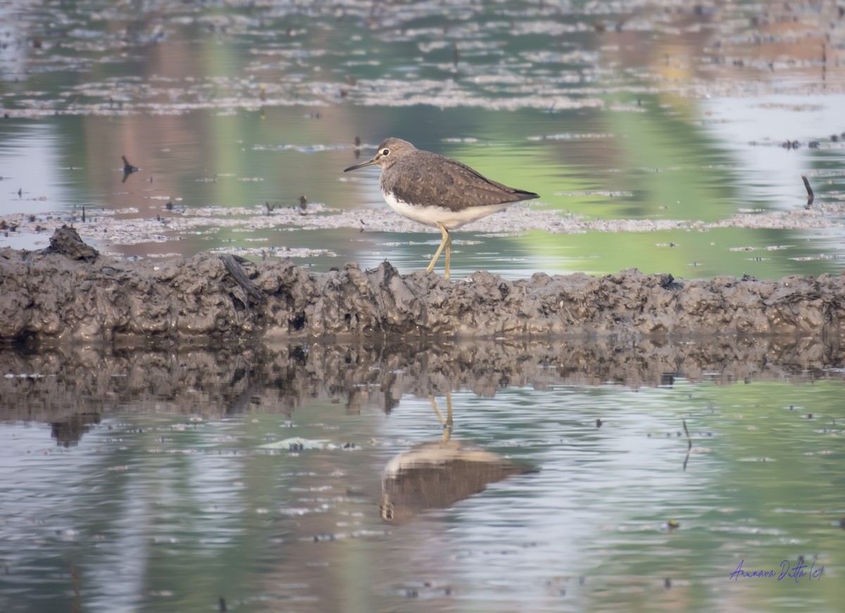 Коловодник лісовий - ML646636942