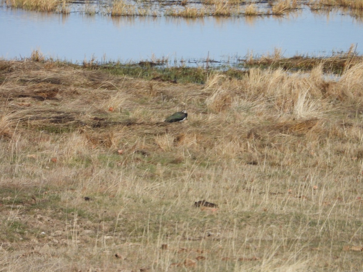 Northern Lapwing - ML646636943