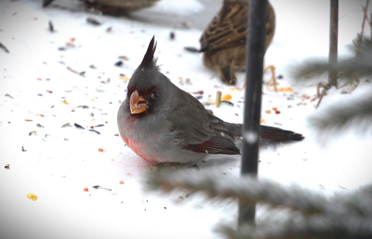 Pyrrhuloxia - ML646636945