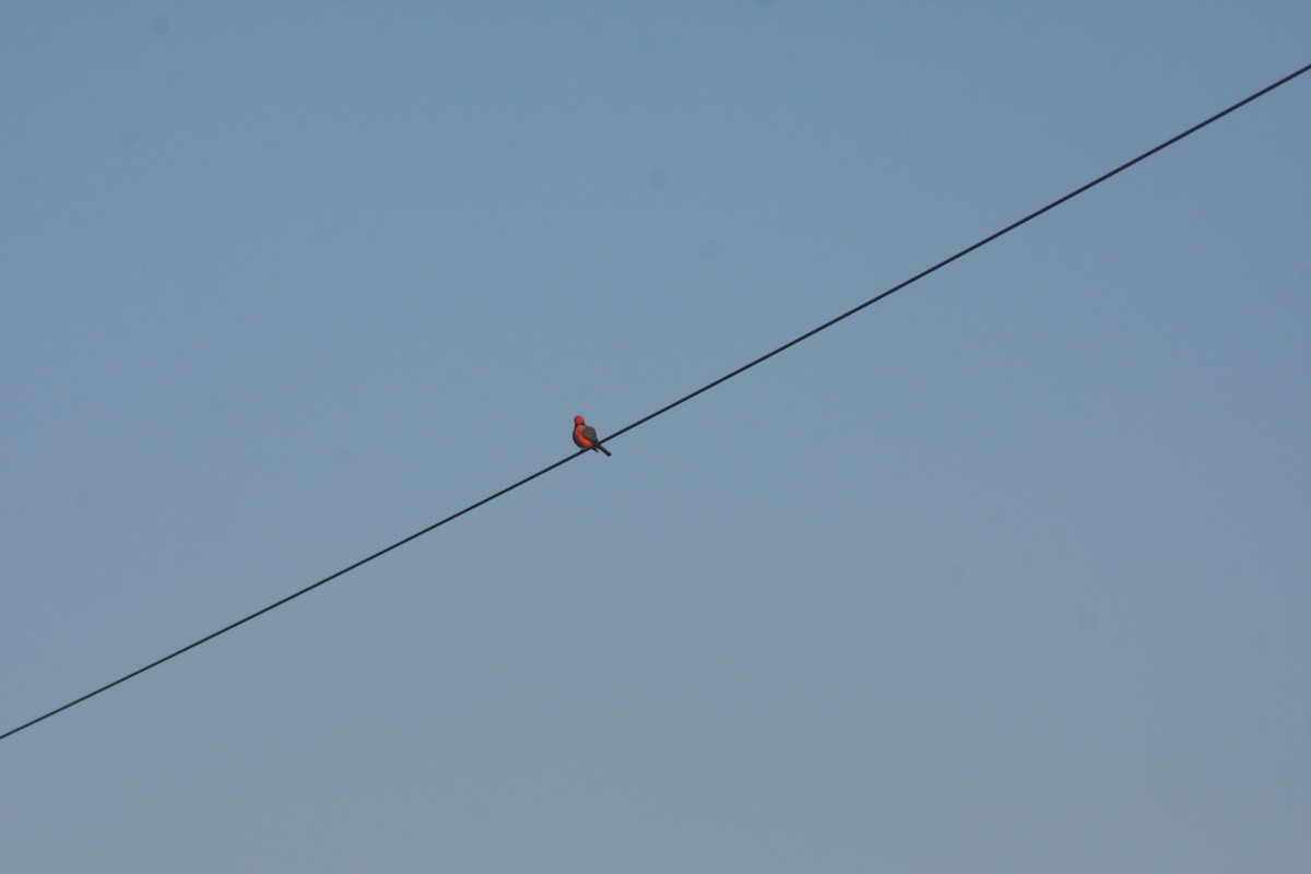 Vermilion Flycatcher - ML646636946
