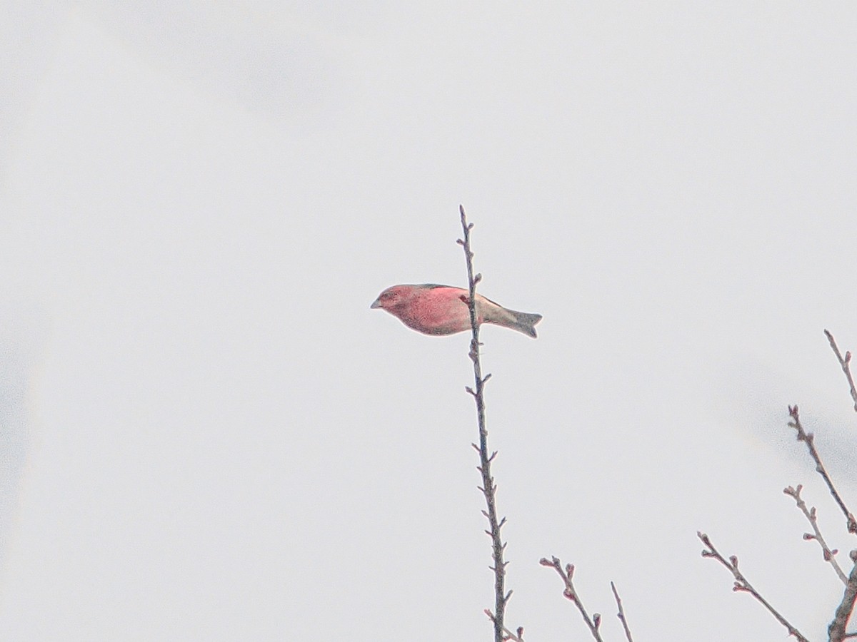 Common Rosefinch - ML646636947