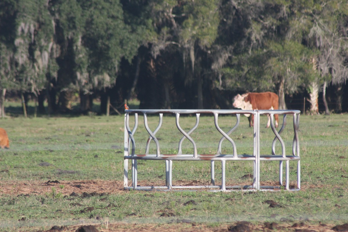 Vermilion Flycatcher - ML646636948