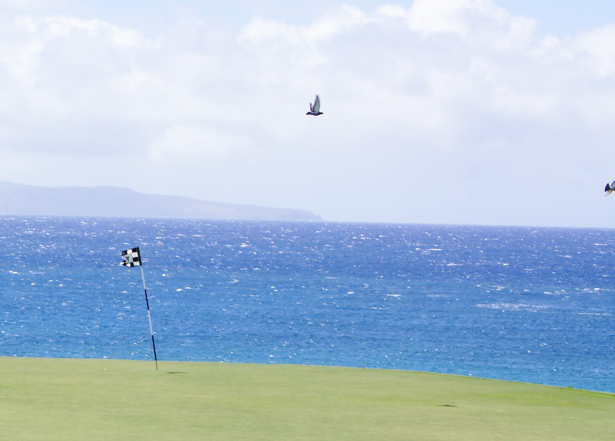 野鴿(野化) - ML646636950