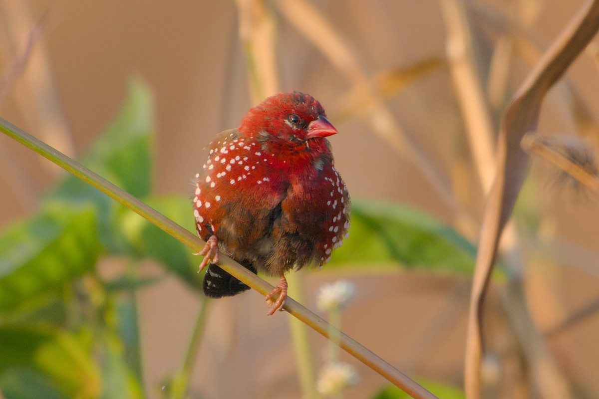 tigerastrild - ML646636952