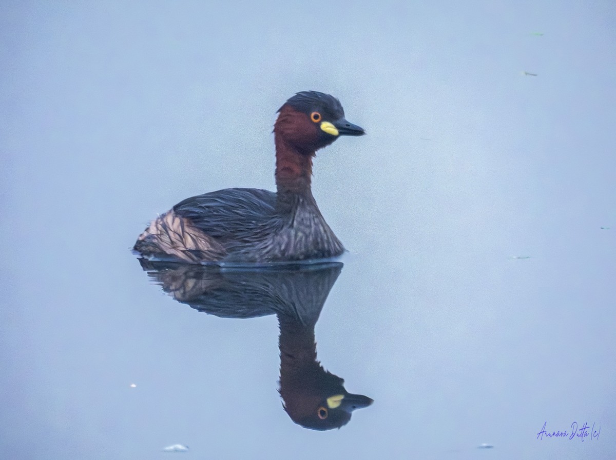 Пірникоза мала - ML646636953