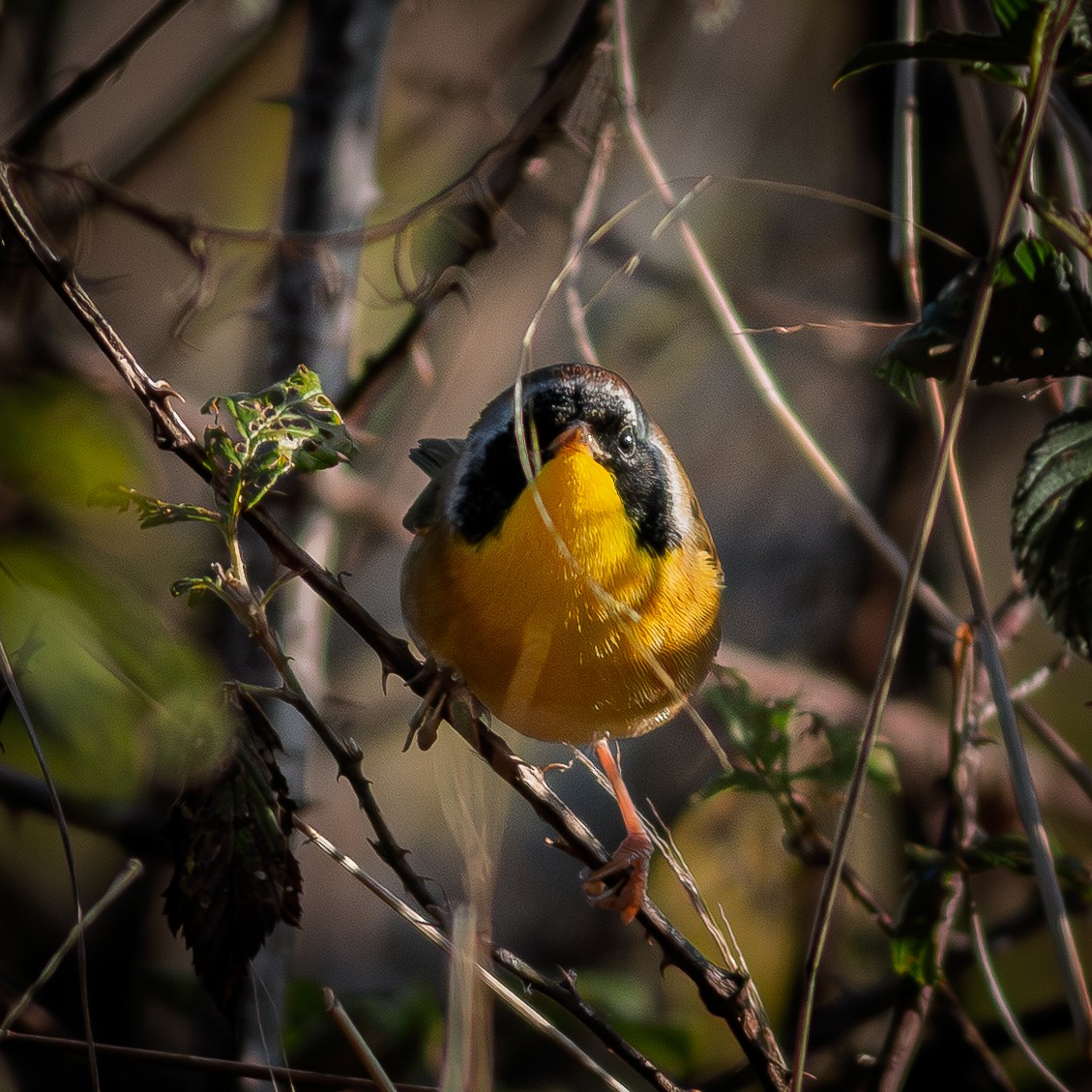 Common Yellowthroat - ML646636954