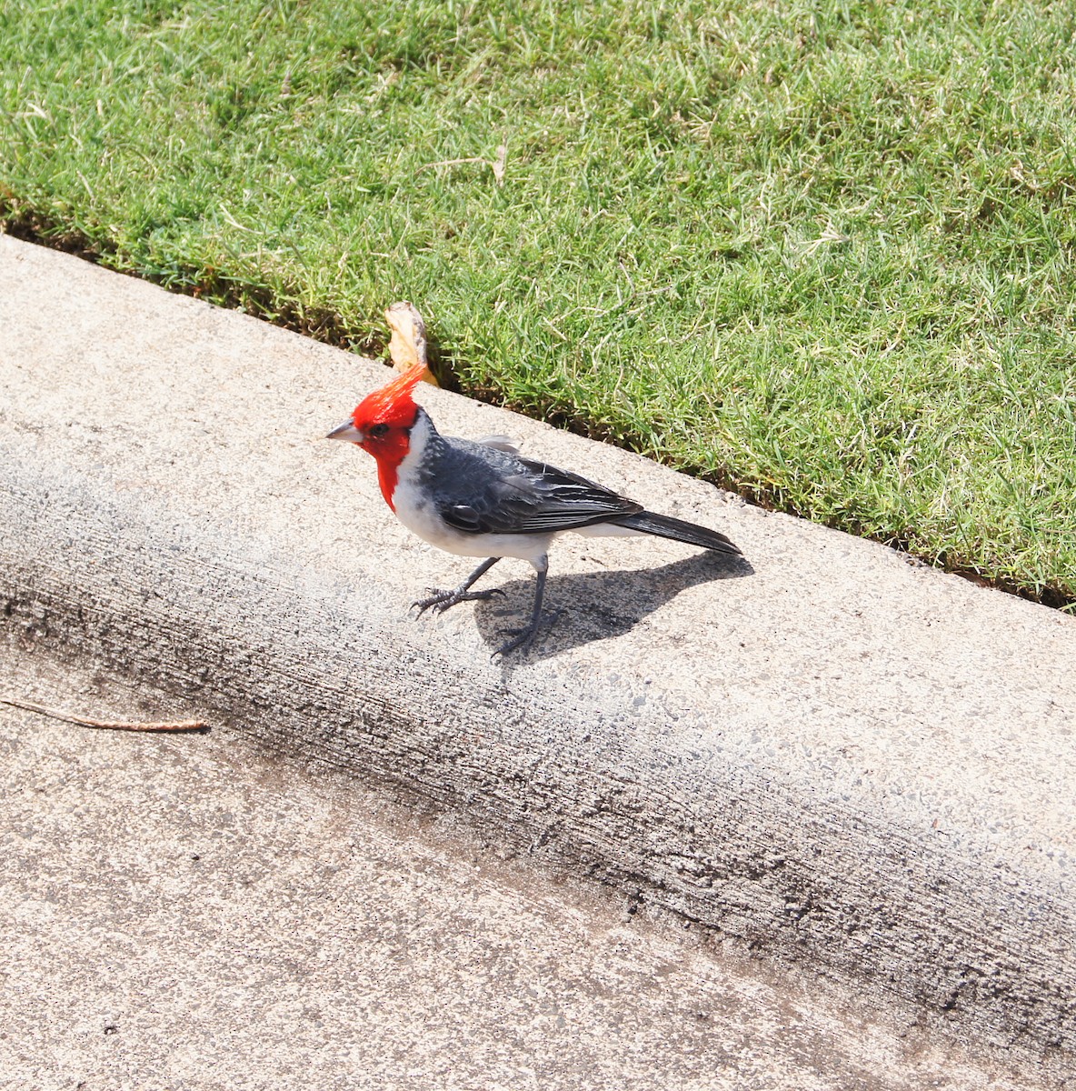 紅冠唐納雀 - ML646636955