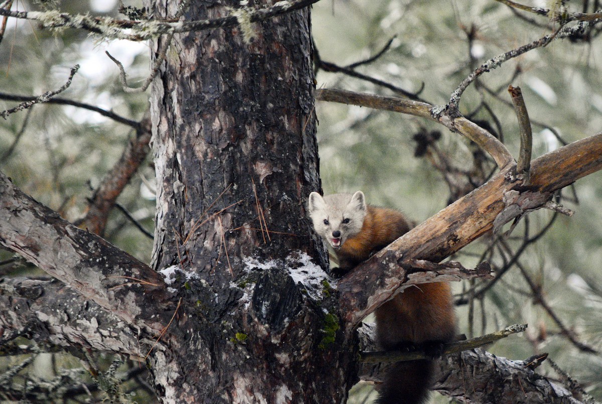 American Marten - ML646636957