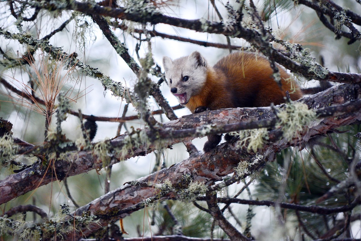 American Marten - ML646636960