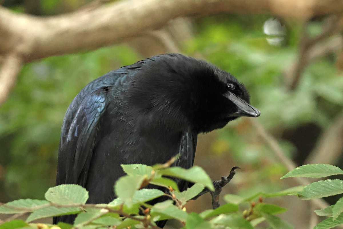 vrána tlustozobá - ML646636961