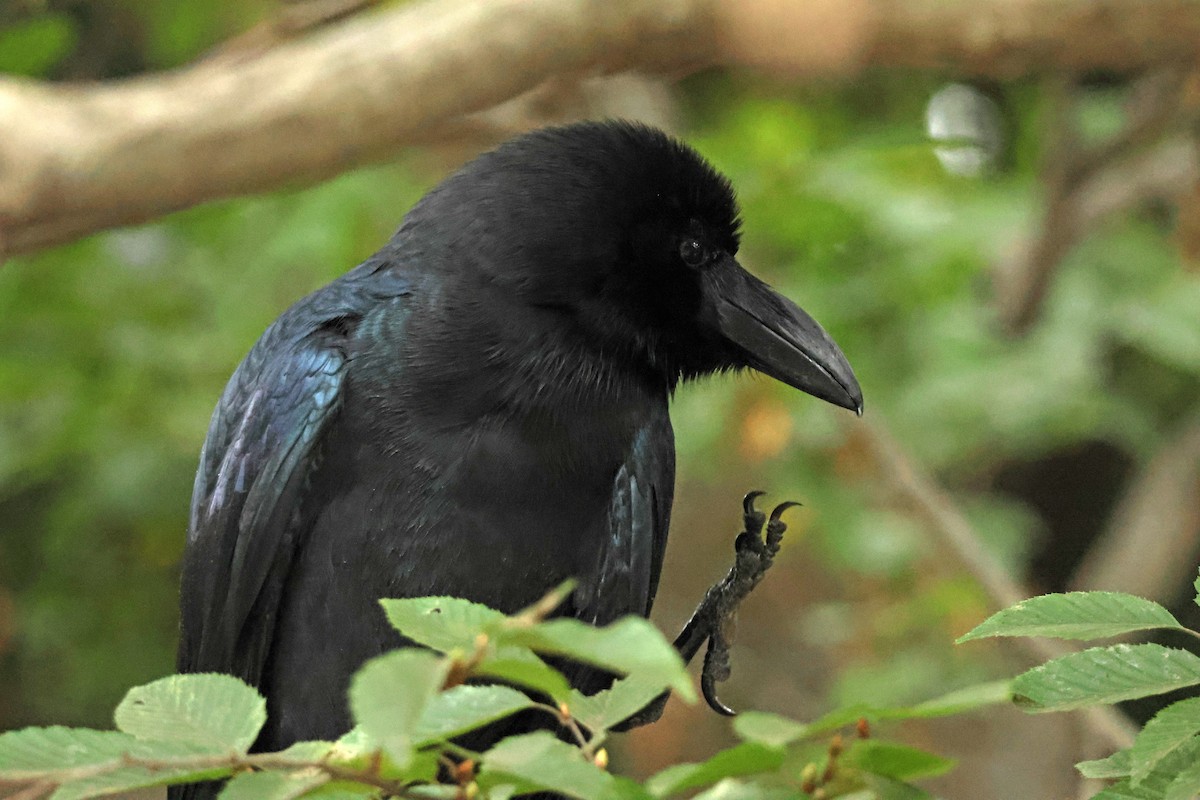 vrána tlustozobá - ML646636962