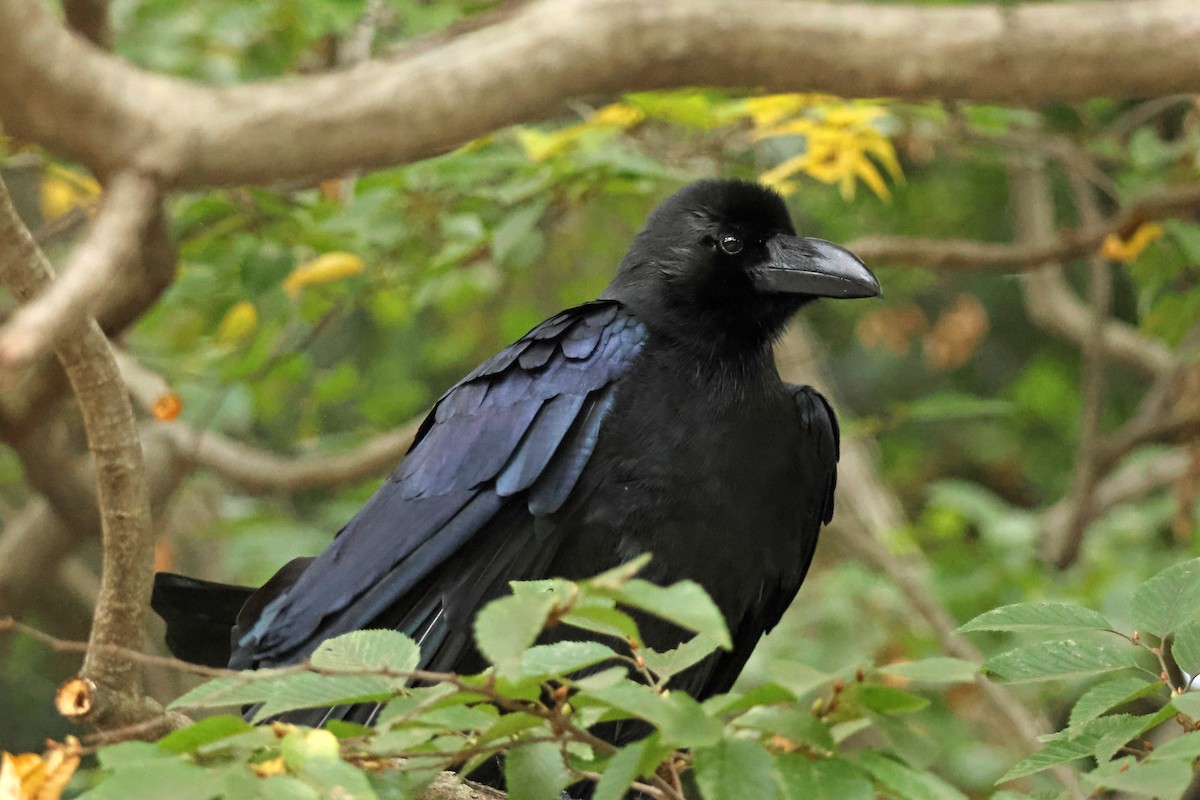 vrána tlustozobá - ML646636963