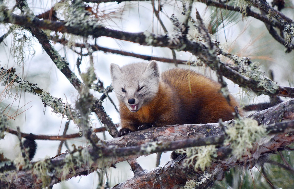 American Marten - ML646636964