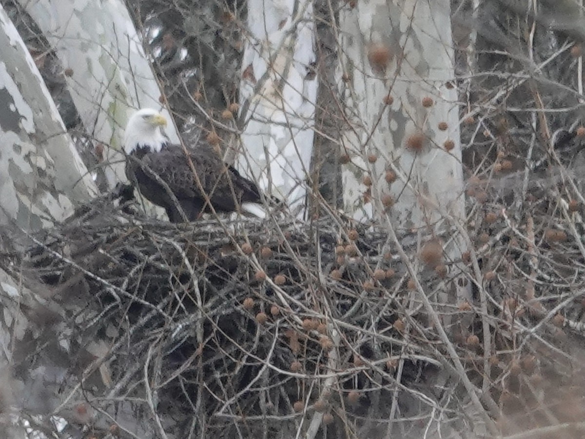 Pygargue à tête blanche - ML646636965